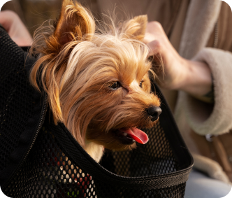 Pet Travel